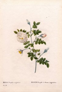 Zilverbloemige roos hispid, Rosa tomentosa variëteit, Roze Roos met zilveren bloemen. Handgekleurde stipple kopergravure uit Pierre Joseph Redoute