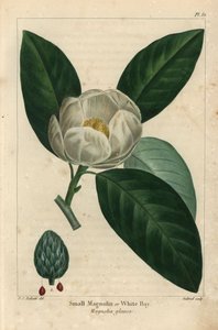 Kleine magnoliaboom of witte baai, Magnolia glauca