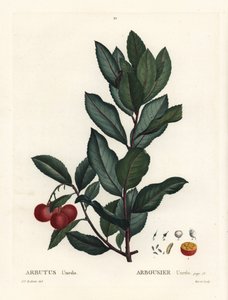 Aardbeiboom, Arbutus unedo. Handgekleurde stipple gravure naar een illustratie van Pierre-Joseph Redoute uit Henri Louis Duhamel du Monceau