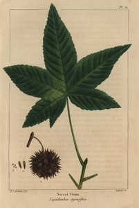 Amberboom, Liquidambar styraciflua