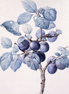 De Tak van een Pruimenboom met een Wesp die Water Drinkt op een Blad