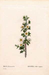 Duizenddoornige roos, Rose myriacantha. Handgekleurde stipple kopergravure uit Pierre Joseph Redoute