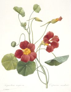 Tropaeolum majus (Tuinnasturtium), 1827