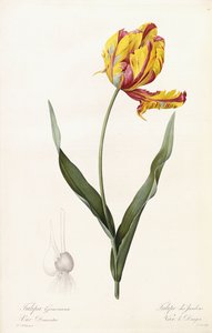 Tulipa Gesneriana - Tuin tulp door Pierre Joseph Redouté