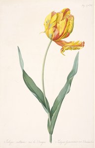 Tulipa Gesneriana var. Dracontia Papegaaitulp, 1816 door Pierre Joseph Redouté