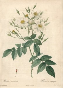Witte bloemen muskusroos door Pierre Joseph Redouté