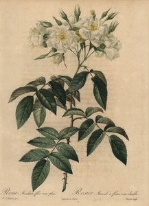 Witte muskusroos, Rosa moschata door Pierre Joseph Redouté