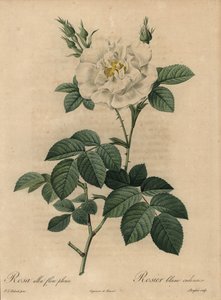 Witte roos, Rosa alba flore pleno door Pierre Joseph Redouté