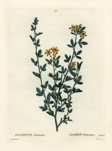 Wilde of gele jasmijn, Jasminum fruticans door Pierre Joseph Redouté