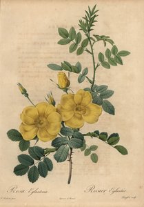 Gele roos, Rosa eglanteria