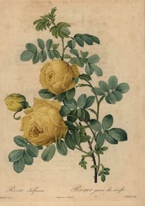 Gele zwavelroos, Rosa hemisphaerica door Pierre Joseph Redouté