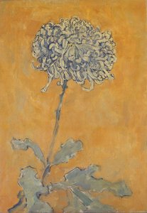 Chrysant