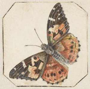 Distelvlinder (Vanessa cardui) door Pieter Barbiers (possibly)