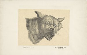 Kop van een wolf of hond