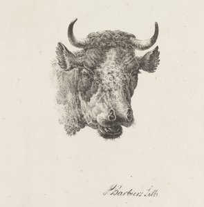 Stierenkop door Pieter Bartholomeusz. Barbiers