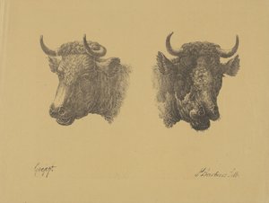 Twee stierenkoppen