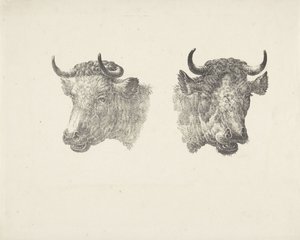Twee stierenkoppen