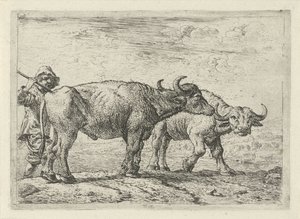 Twee buffels en een herder door Pieter Bodding van Laer