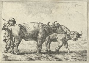 Twee buffels en een herder door Pieter Bodding van Laer