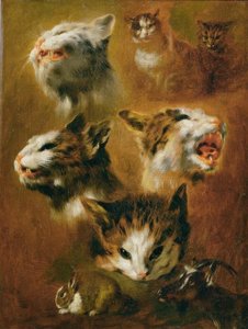 Dierstudies: katten, konijnen en geit