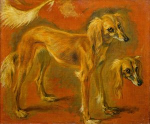 Twee studies van een windhond