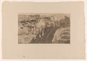 Vier ploegende ossen