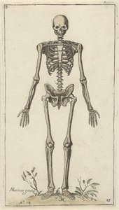Mannelijk skelet, van voren gezien Anatomische studies (serietitel) door Pieter Feddes van Harlingen