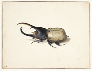 Een herkuleskever (dynastes hercules) door Pieter Holsteijn
