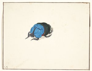 Een neushoornkever (scarabaeidae) door Pieter Holsteijn