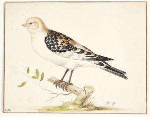 Een sneeuwgors (plectrophenax nivalis) door Pieter Holsteijn