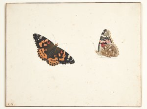 Twee studies van een distelvlinder (vanessa cardui l.) door Pieter Holsteijn