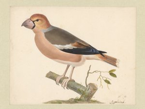 Appelvink