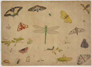 26 insecten door Pieter I Holsteijn