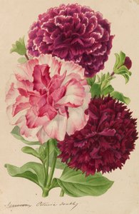 Originelen van publicaties over tuinbouw en boomteelt, 1878-1881