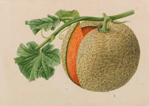 Originelen van publicaties over tuinbouw en boomteelt, 1878-1881