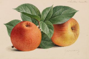 Originelen van publicaties over tuinbouw en boomteelt
