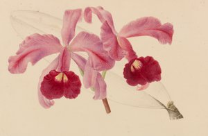 Originelen van publicaties over tuinbouw en boomteelt, 1878-1881 door Pieter Joseph de Pannemaeker