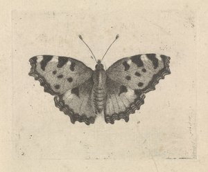 Vlinder