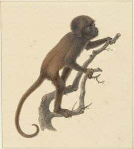 Aapje door Pieter Pietersz. Barbiers