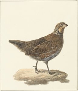 Bobwhite (Colinus virginianus) door Pieter Pietersz. Barbiers