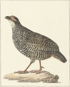 Chinese frankolijn (Excalfactoria chinensis) door Pieter Pietersz. Barbiers