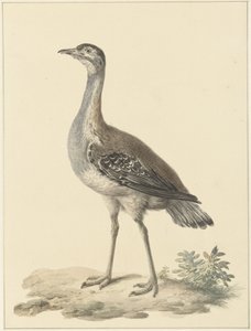 Denhams trap (Neotis denhami) door Pieter Pietersz. Barbiers