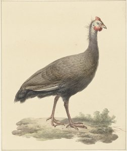 Helmparelhoen