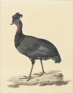 Kuifparelhoen door Pieter Pietersz. Barbiers