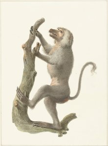 Mantelbaviaan door Pieter Pietersz. Barbiers