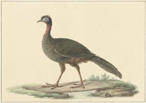 Marailsjakohoen (Penelope marail) door Pieter Pietersz. Barbiers
