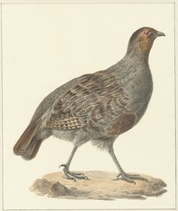 Patrijs