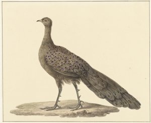 Spiegelpauw door Pieter Pietersz. Barbiers