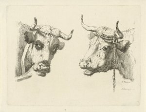 Twee koeienkoppen door Pieter Roosing