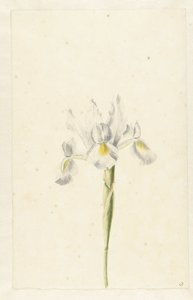 Witte Iris (Iris albicans)